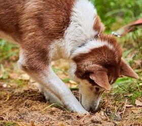 how do i stop my dog from digging up my yard, Photo credit travelarium ph Shutterstock com