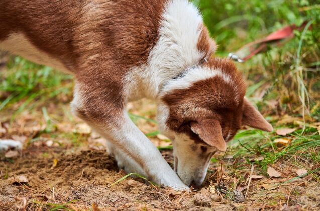 How Do I Stop My Dog From Digging up My Yard?