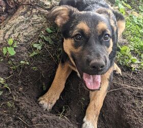 how do i stop my dog from digging up my yard, Our little man Lucifer as a young puppy digging his first hole in the yard the sign that it was time to consider how to approach the situation