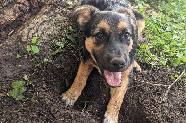 how do i stop my dog from digging up my yard, Our little man Lucifer as a young puppy digging his first hole in the yard the sign that it was time to consider how to approach the situation