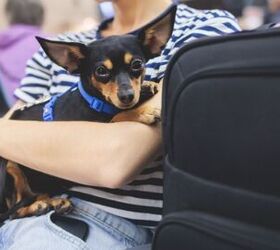 Can Dogs Fly On Delta Airlines?