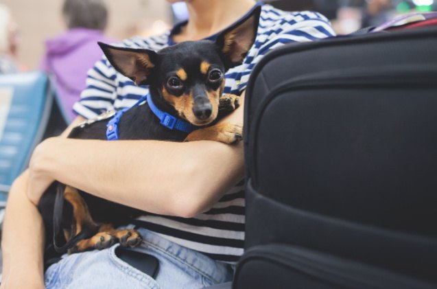can dogs fly on delta airlines, Tsuguliev Shutterstock