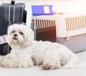 can dogs fly on united airlines, Monika Wisniewska Shutterstock