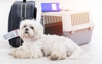 Can Dogs Fly On United Airlines?