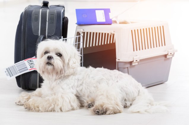 can dogs fly on united airlines, Monika Wisniewska Shutterstock
