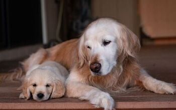 Study Reveals Dogs May Live Longer With a Friend at Home