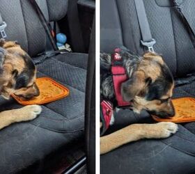 Lucifer in the car with his lick mat covered with mashed sweet potato. 