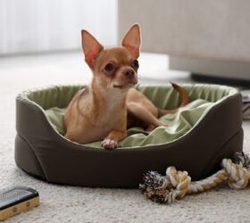 how often should i wash my dogs bed, New Africa Shutterstock