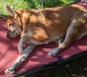 Our senior girl Daviana enjoying her elevated bed outside in the yard.