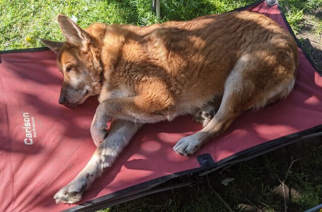 Our senior girl Daviana enjoying her elevated bed outside in the yard.