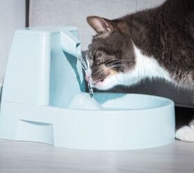 Are Water Fountains Good for Cats?