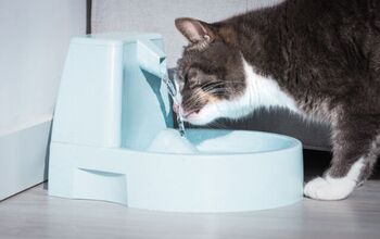 Are Water Fountains Good for Cats?