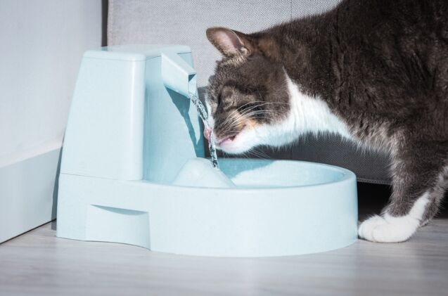 Are Water Fountains Good for Cats?