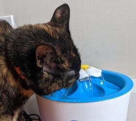 Our cat Jinx drinking out of her Catit LED Flower Fountain.