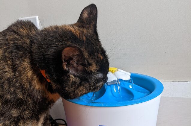 Our cat Jinx drinking out of her Catit LED Flower Fountain.