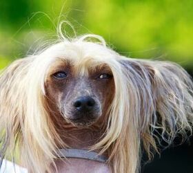 scooter a chinese crested awarded the title of worlds ugliest dog, Photo credit Olga Aniven Shutterstock com