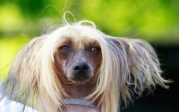 Scooter, a Chinese Crested, Awarded the Title of World’s Ugliest Dog