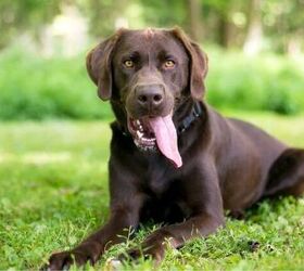 lab shepherd mix zoey claims title of worlds longest dog tongue, Photo credit Mary Swift Shutterstock com