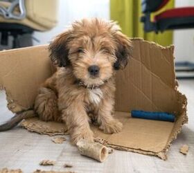 how do i create a diy busy box for my dog, Photo credit LaineN Shutterstock com
