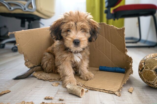 how do i create a diy busy box for my dog, Photo credit LaineN Shutterstock com