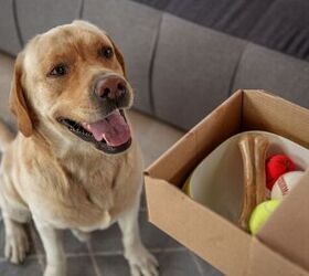 how do i create a diy busy box for my dog, Photo credit Olena Yakobchuk Shutterstock com