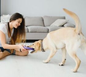 how can i provide indoor exercise for my dog, Hryshchyshen Serhii Shutterstock
