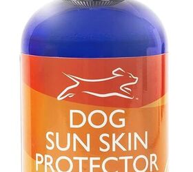 Do Dogs Need Sunscreen PetGuide   Do Dogs Need Sunscreen 