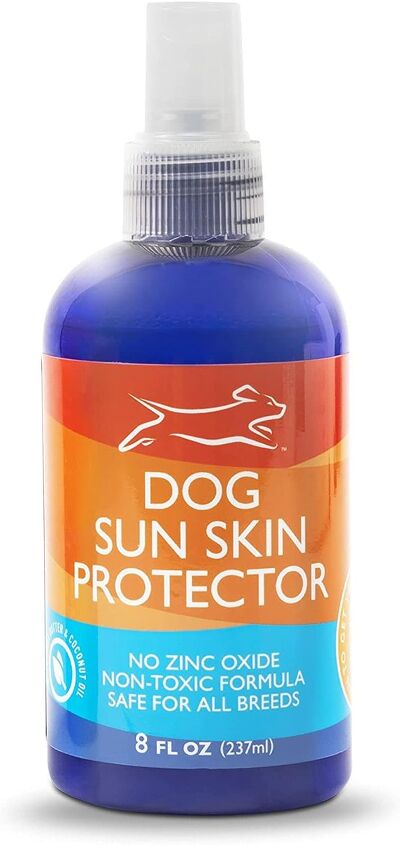 do dogs need sunscreen
