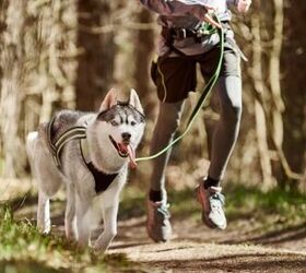 What Is Endurance Training for Dogs?