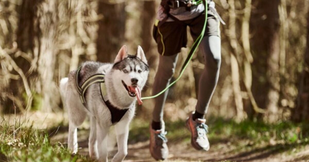 What Is Endurance Training For Dogs PetGuide what-is-endurance-training-for-dogs-petguide