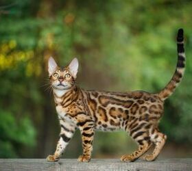 Fabulous Felines: Here Are 5 Most Expensive Cat Breeds In The World