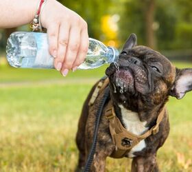 do french bulldogs tolerate heat well, OlgaOvcharenko Shutterstock