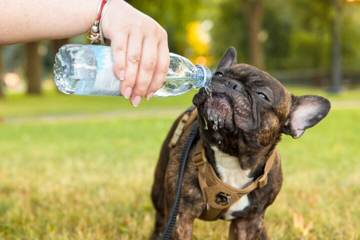 do french bulldogs tolerate heat well, OlgaOvcharenko Shutterstock