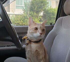 Can I Travel With My Cat in the Car Safely?
