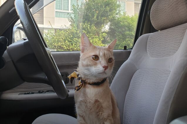 Can I Travel With My Cat in the Car Safely?