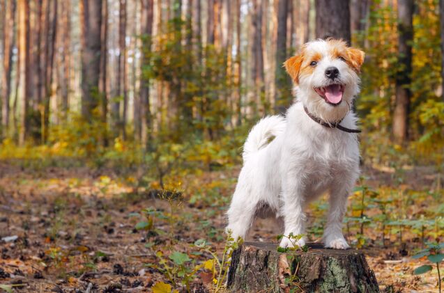 2 in 3 Dog Owners Claim Their Dogs 'Could Never Survive in the Wild'