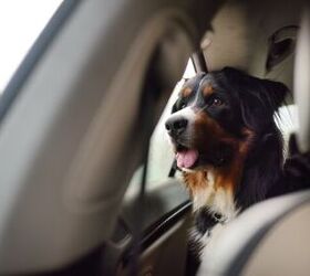 Can I Travel With An Anxious Dog?