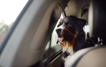Can I Travel With An Anxious Dog?