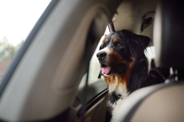 Can I Travel With An Anxious Dog?