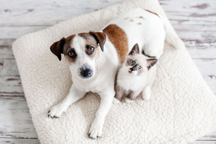 cute aggression a fun new anthem for pet parents, Gladskikh Tatiana Shutterstock