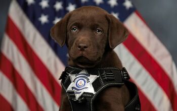 Adorable K9 Puppy Takes a Nap During His Swearing-in Ceremony