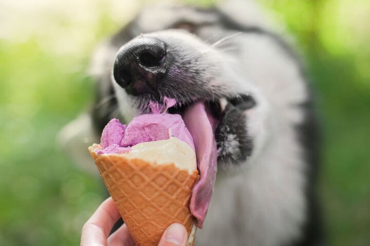 is it ok to give my dog frozen treats, Ellina Balioz Shutterstock
