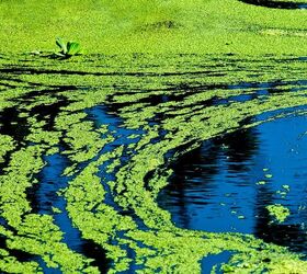 Is Blue-Green Algae Toxic to Dogs?
