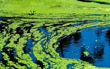 Is Blue-Green Algae Toxic to Dogs?