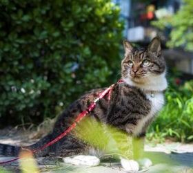 Can I Let My Cat Go Outdoors Safely?
