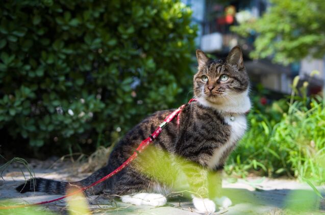 Can I Let My Cat Go Outdoors Safely?