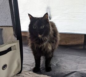 Pippen standing next to her playpen in the tent.