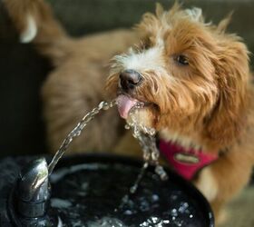 benefits of pet water fountains for dogs, Anamaria Herdz Shutterstock