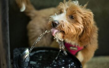 Benefits of Pet Water Fountains for Dogs
