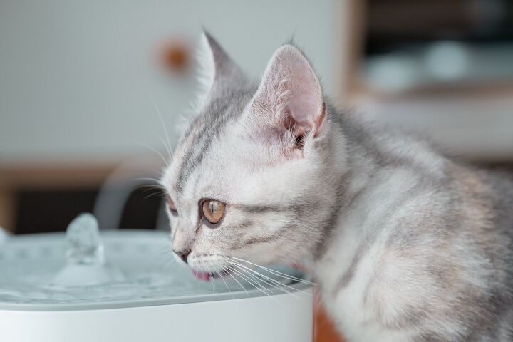 how to clean a pet water fountain, Patcharida Shutterstock